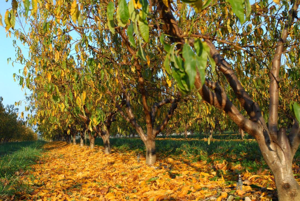 Gite Le Cerisier Via Rhona Dolce Via La Voulte-sur-Rhone Kültér fotó